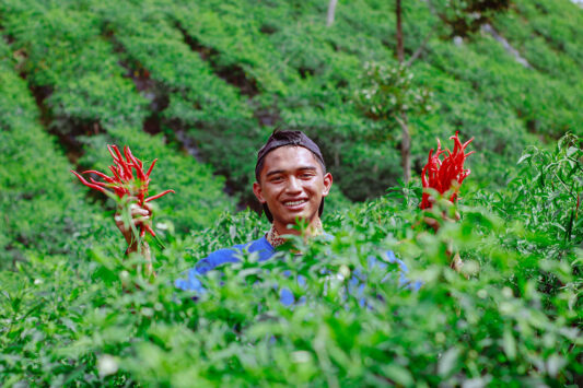 Efri, pemuda desa Kebun Baru, Bener Meriahnyambi menjadi buruh panen cabai di Perkebunan Cabai Blang Mancung.