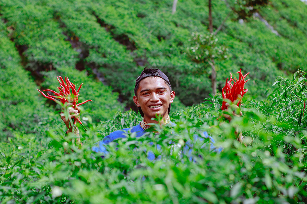 Efri, pemuda desa Kebun Baru, Bener Meriahnyambi menjadi buruh panen cabai di Perkebunan Cabai Blang Mancung.