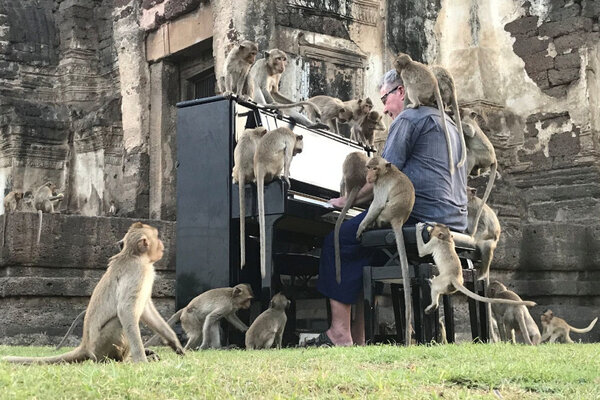 Musisi Thailand Hibur Monyet dengan Piano. @Bangkok Post/Reuters