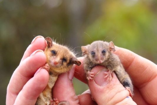 Western posum (kiri) dan posum terkecil dunia (C. lepidus) yang ditemukan di Kangaroo Island.@abc.net.au