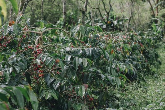 Mana Lebih Paten, Kebun Kopi Cantik atau yang Ditelantarkan Begitu Saja?