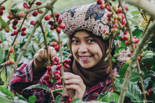 Kopi Gayo untuk Indonesia dan Dunia