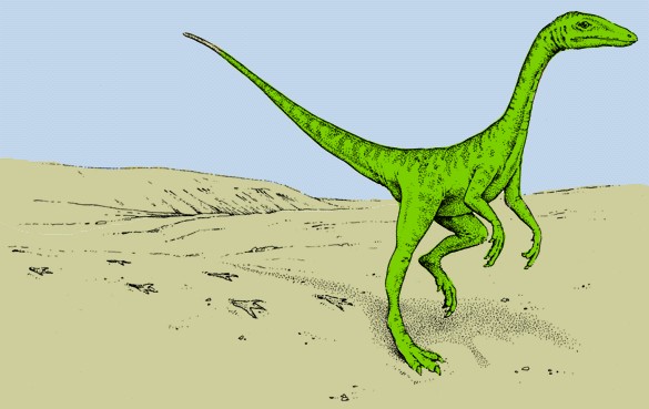 Ilustrasi Grallator. (@dinosaurpictures.org)