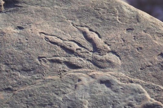Jejak kaki dinosaurus yang ditemukan Lily (.@Museum Cardiff)