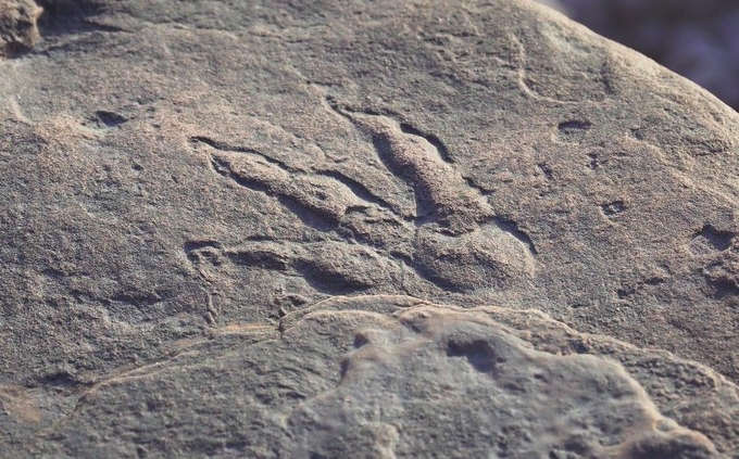 Jejak kaki dinosaurus yang ditemukan Lily (.@Museum Cardiff)