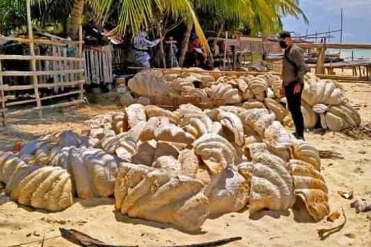 Beberapa cangkang kerang raksasa disita di Filipina. (© The Guardian)