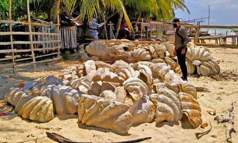 Beberapa cangkang kerang raksasa disita di Filipina. (© The Guardian)