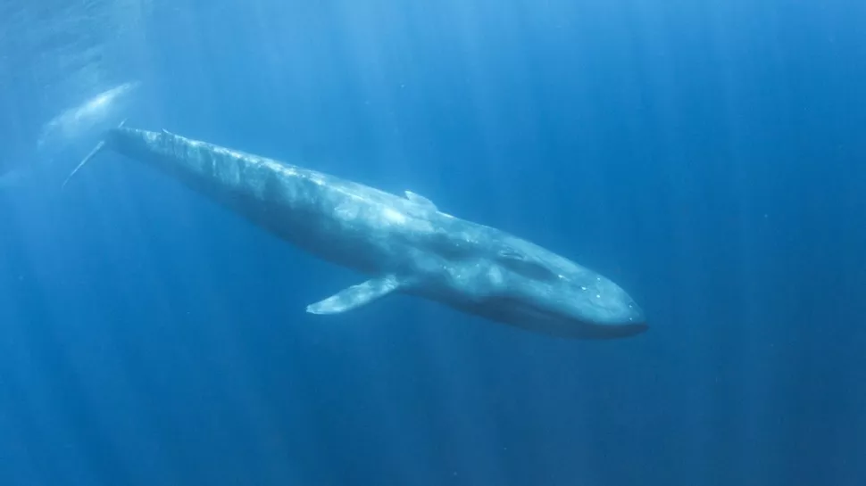 Paus biru kerdil. Foto: Shutterstock