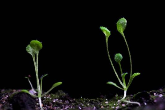 Hore, Arabidopsis Akhirnya 'To The Moon'. @breezyscroll.com